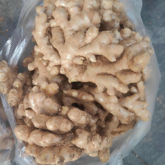 云南普洱小黄姜
