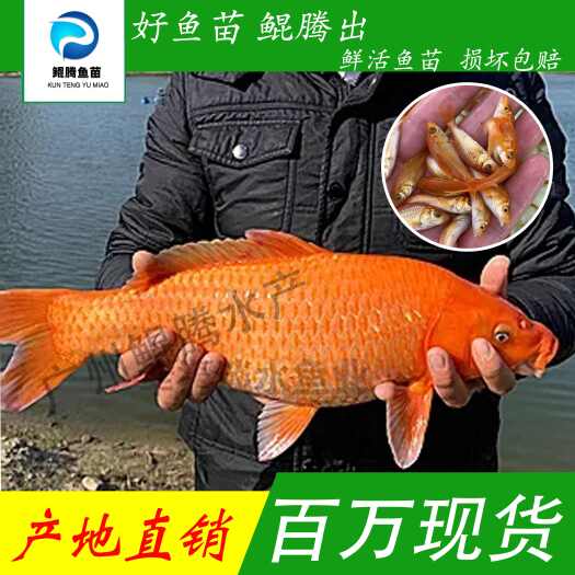 广州优选红鲤鱼苗 产地直销直供 一手货源 全国发货