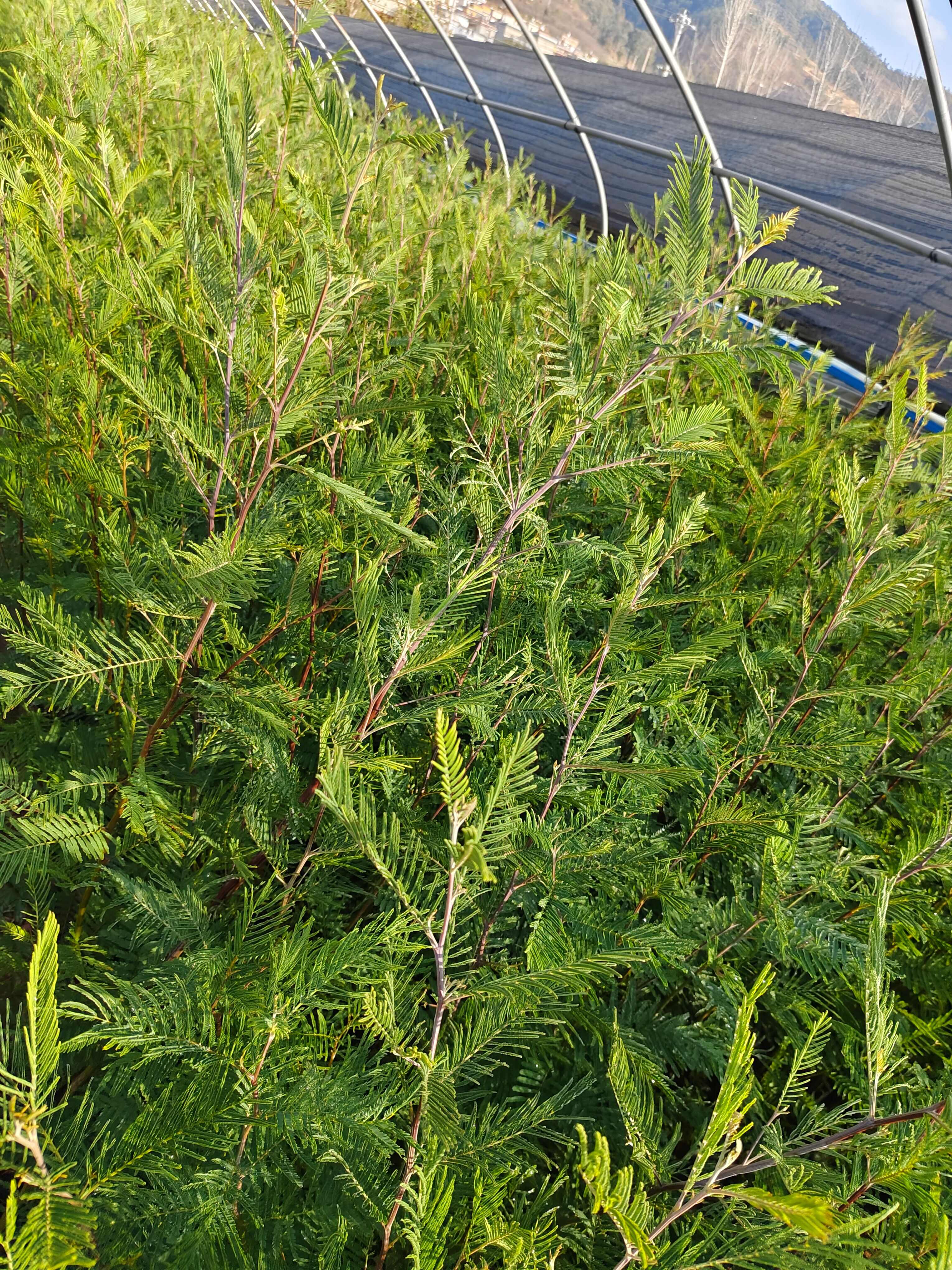 圣诞树  云南圣诞树   圣诞树种植销售