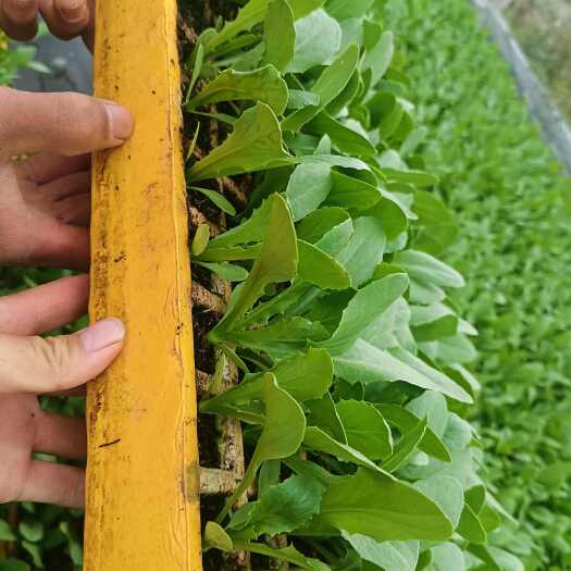 陆良县油麦菜苗，意大利苗