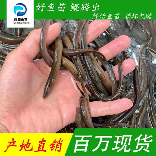 广州黄鳝苗 优质黄鳝鱼苗 产地直销直供