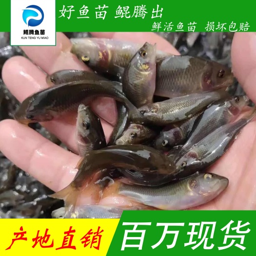 广州优质禾花鲤鱼苗 产地直销直供 一手货源