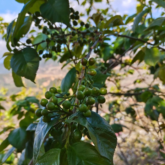 米易县黑珍珠
