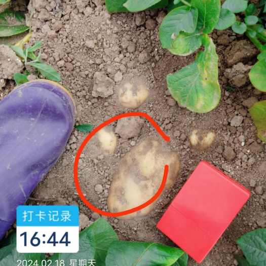 平南县黄皮黄肉土豆100多亩，准备开挖