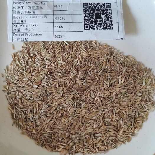 兰州黑麦草种子