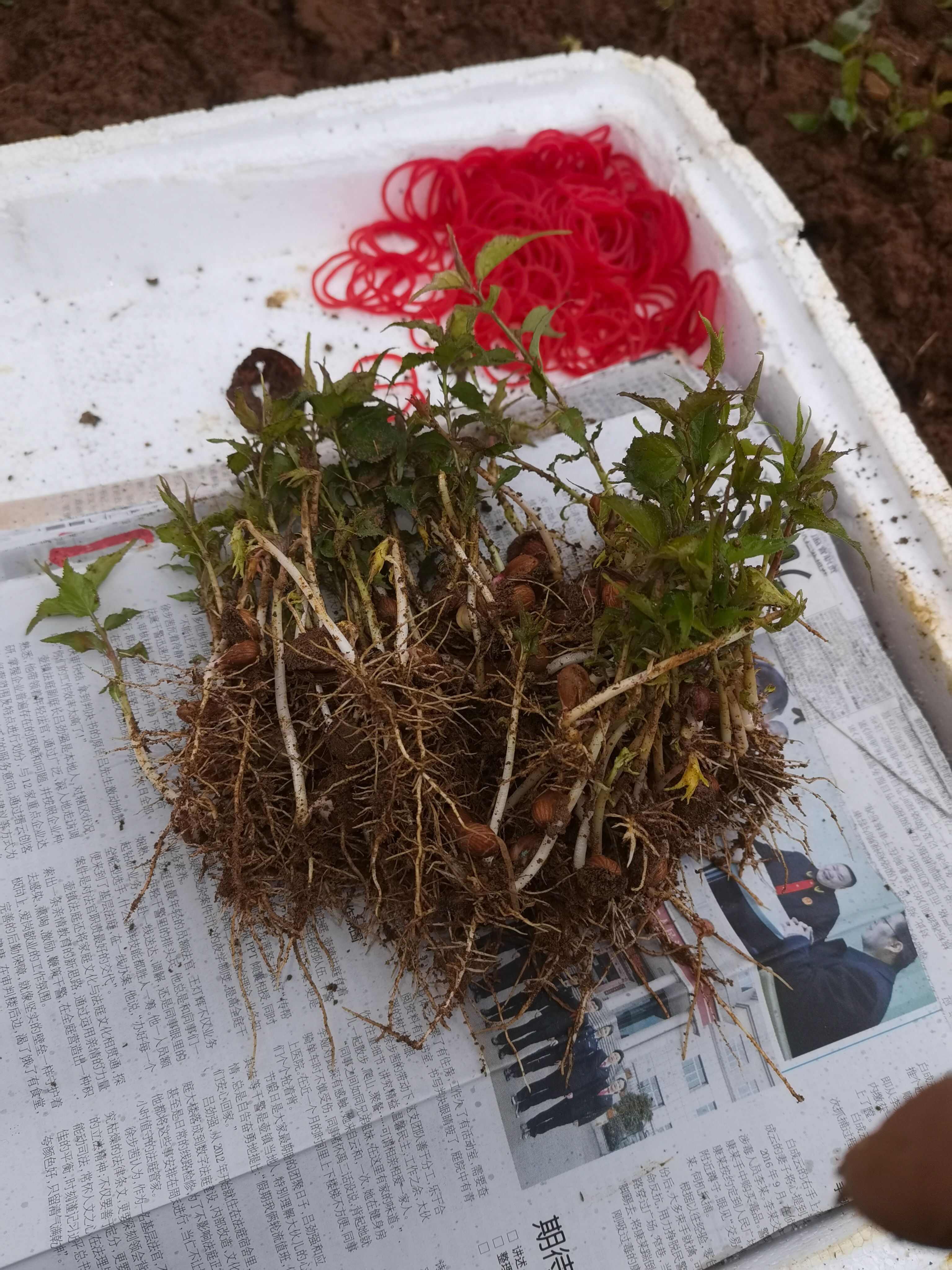 青竹梅树苗  酸梅芽苗，青梅芽苗