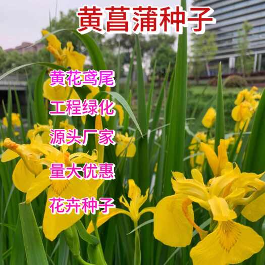 苏州黄菖蒲种子 黄花鸢尾 池塘水生净水植物水草种子耐寒易活水烛花