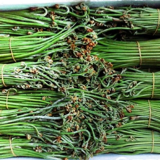 大方县新鲜贵州蕨菜