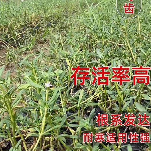 海马齿