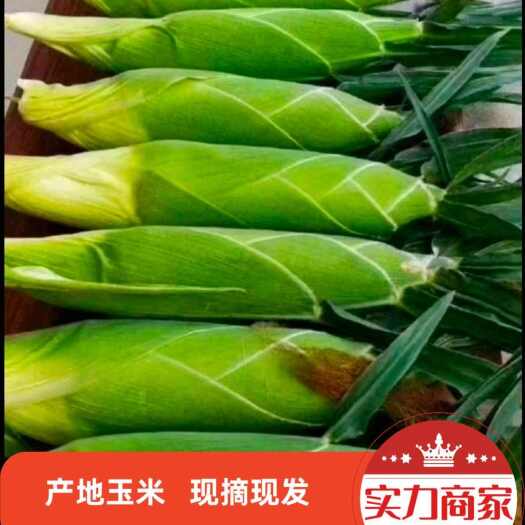 横州市新鲜玉米 太阳花玉米产地直发超标电商都有