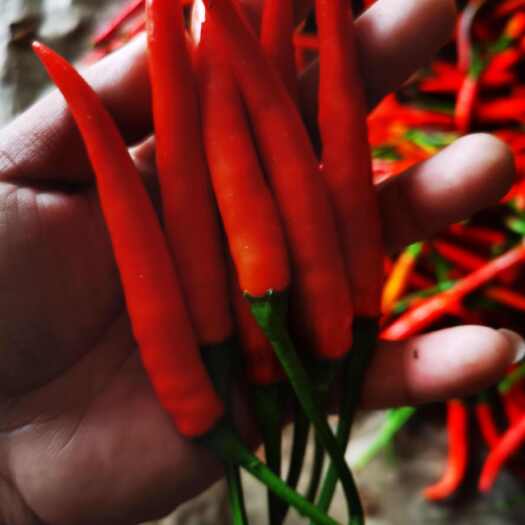 勐腊县精品小米椒中上货，欢迎采购，良褚农业欢迎老板合作。