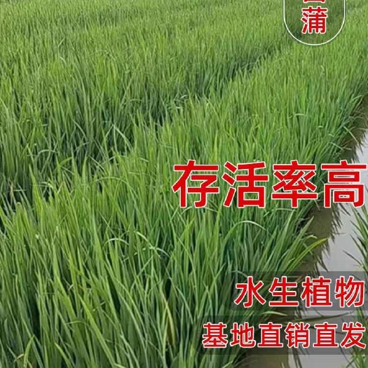 水生植物黄菖蒲