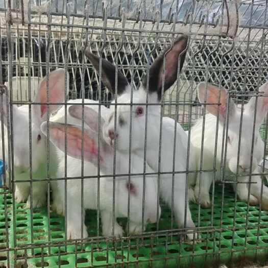 重庆市新鲜肉兔批发
