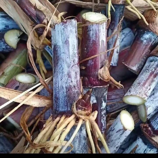 罗甸县巴西红象草耐寒耐旱适口性好含糖量高种植一次可生长多年