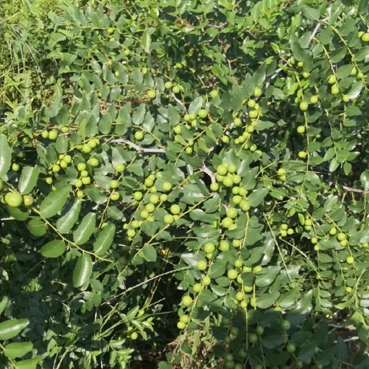 北京足4年药用酸枣小树，转年结果，高产高收