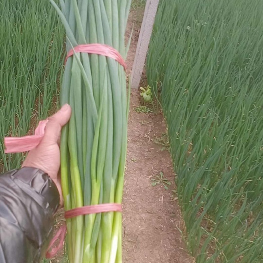 寿光市精品小香葱