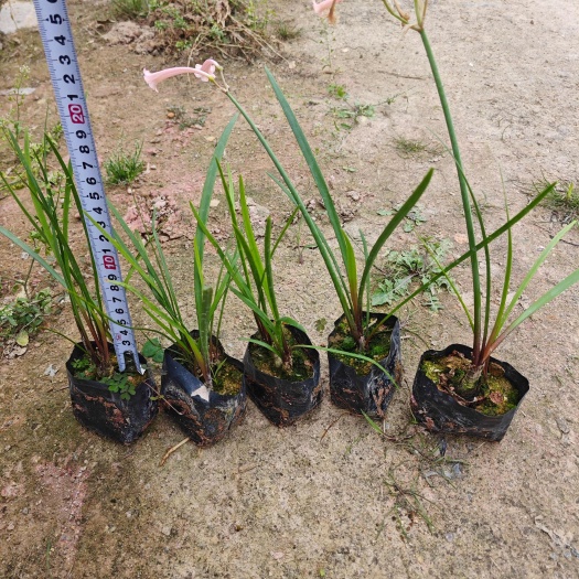 漳州垂筒花高度15到30厘米福建漳州苗木基地