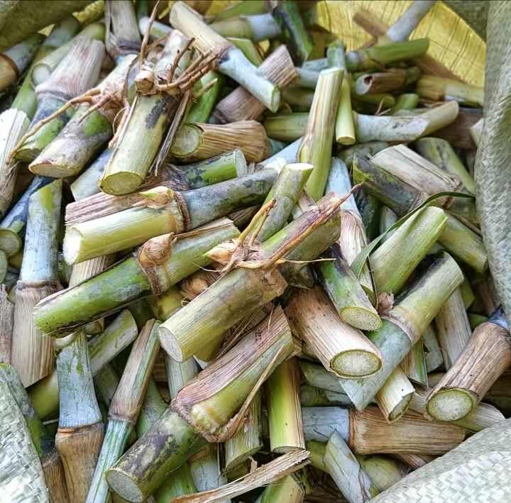 巨菌草，皇竹草，甜象草