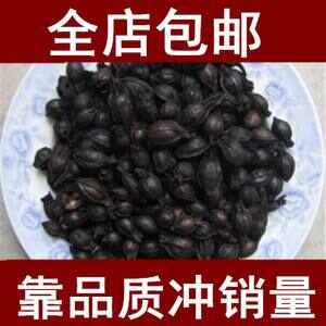 栀子栀子碳 炒栀子 栀子 福建栀子一公斤起售 各种炮制药材