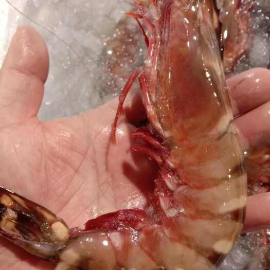 湛江海麻虾  海洋大虾，纯的海洋大对虾，不是养殖的，