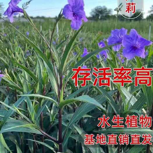 惠州水生植物翠芦莉