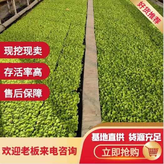 嵩明县生菜苗，种植以后35天后可以收，品质好