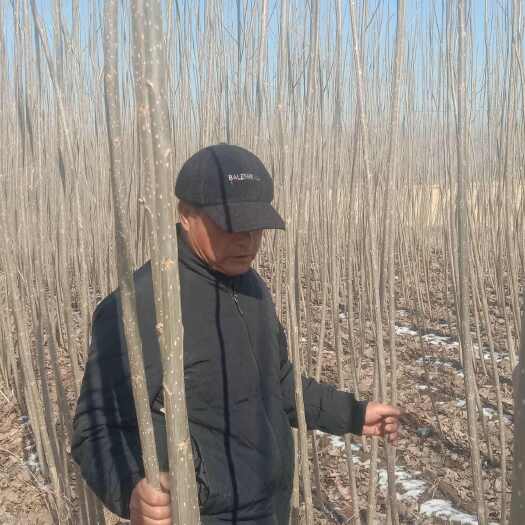 沈阳渤丰一号无病虫害长的快