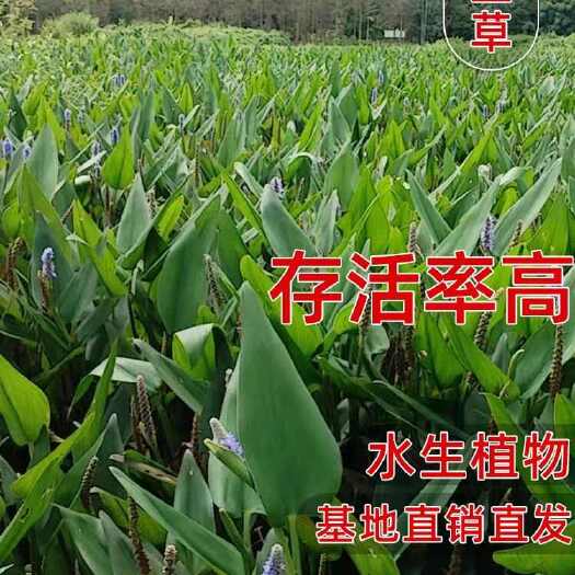 梭鱼草
