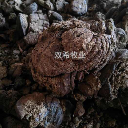 纯干牛粪 锡林郭勒草原散养牛 牧区自然风干牛粪 纯真原品