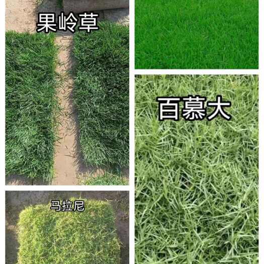  草坪