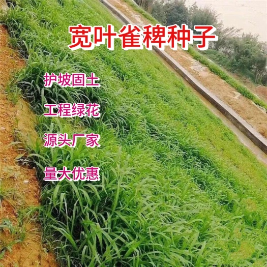 宽叶雀稗种子国产百喜草种籽宽叶草护坡绿化草种易活牛羊鱼兔牧草