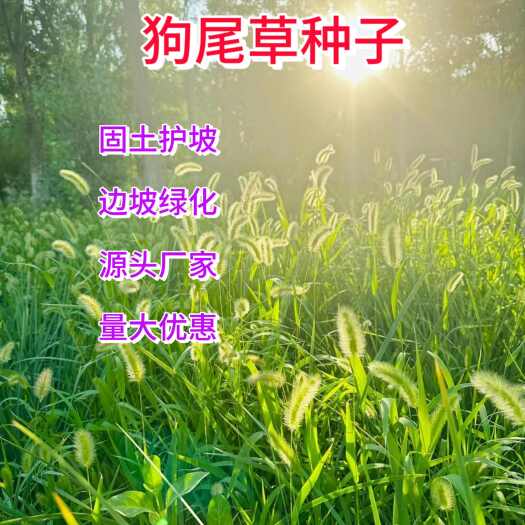 狗尾草种子，旱地常见牧草杂草观赏型护坡固土狗尾巴草种子批发