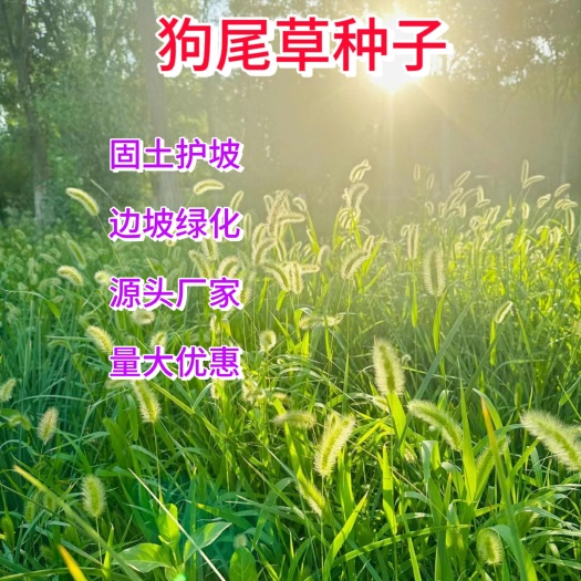 苏州狗尾草种子，旱地常见牧草杂草观赏型护坡固土狗尾巴草种子批发