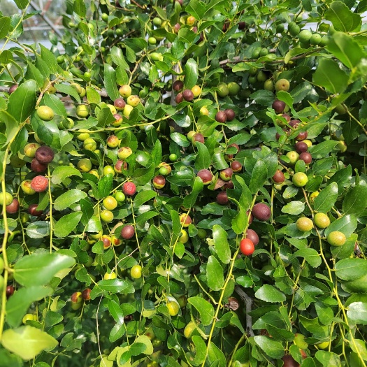 廊坊优良酸枣接穗，3月下旬采集