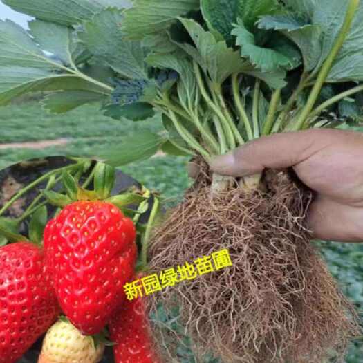 平邑县草莓苗