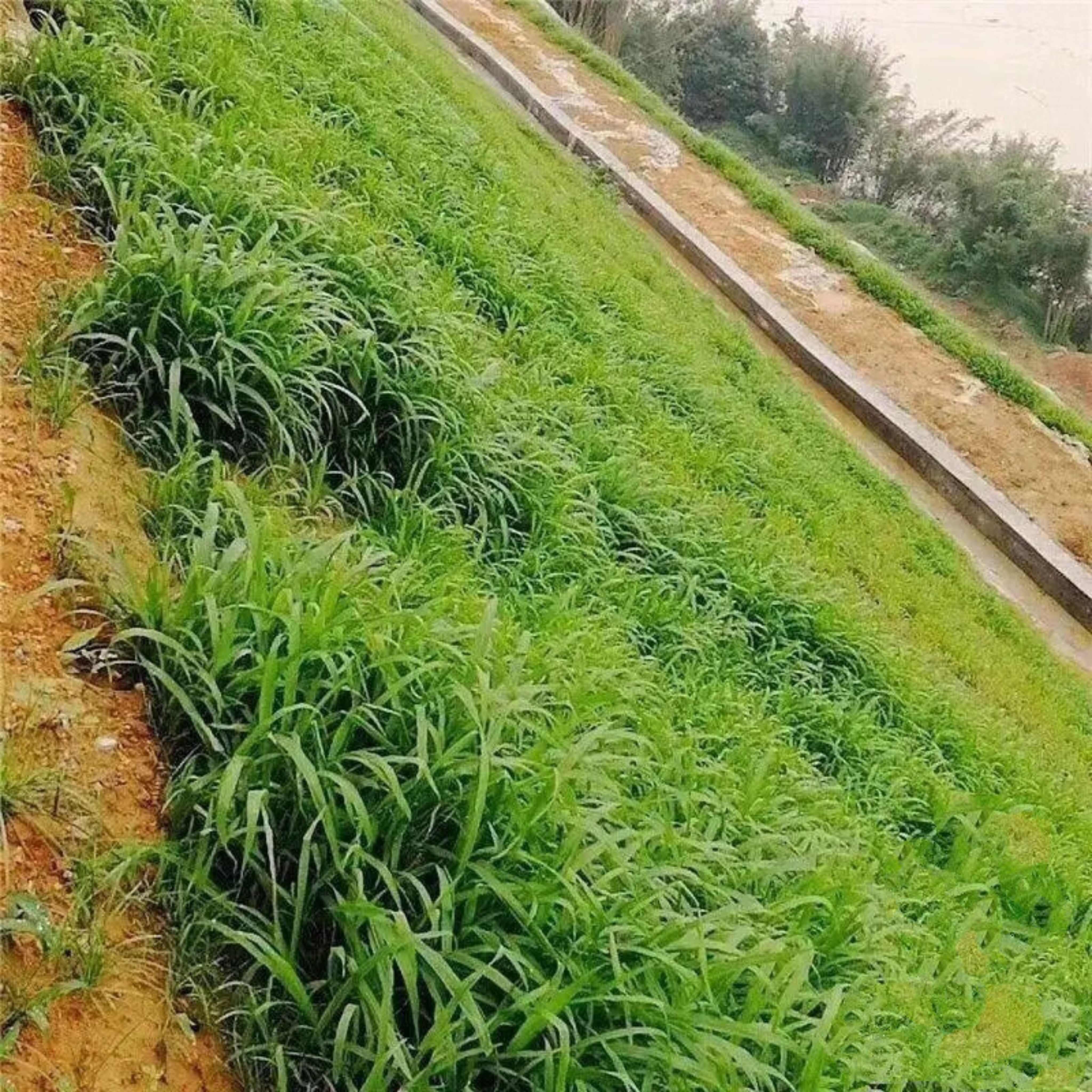 宽叶雀稗种子国产百喜草种籽宽叶草护坡绿化草种易活牛羊鱼兔牧草