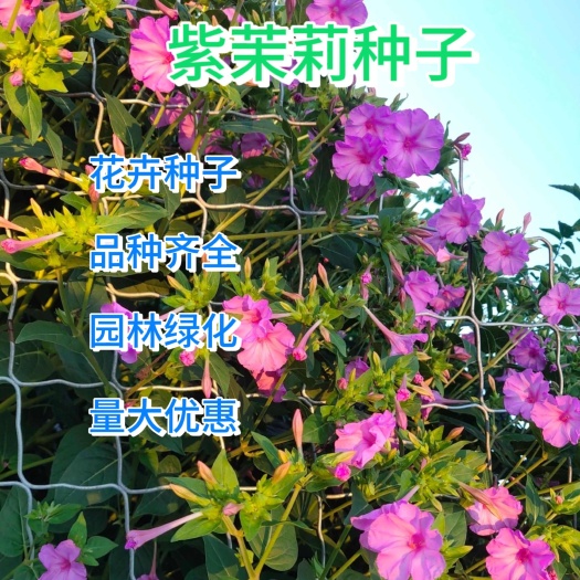 紫茉莉种子 地雷花种子 好栽易活盆栽花卉景观绿化胭脂花夜饭花