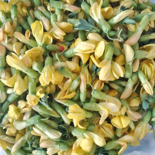 禄丰市菜用金雀花