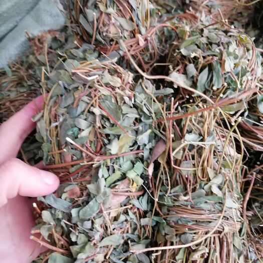 玉林广西鸡骨草鸡骨草叶干货中草药中药材泡茶煲汤料新鲜无硫批发