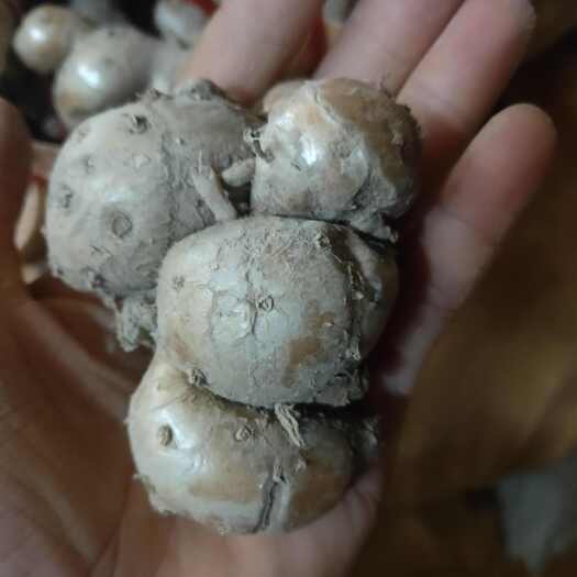海丰县沙姜，新鲜沙姜，个头大