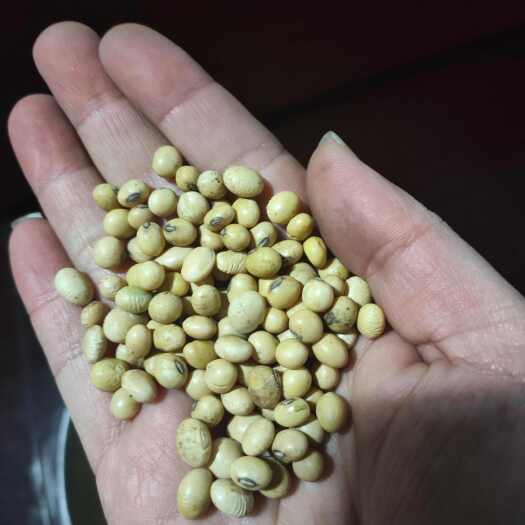 重庆市黄豆 美湾大豆 蛋白39左右豆腐豆皮腐竹均可