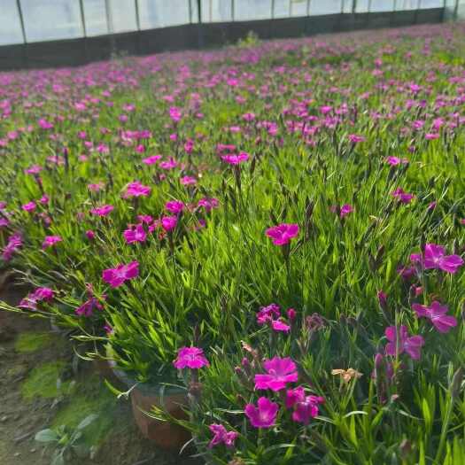 青州市开花的草坪《欧石竹》
