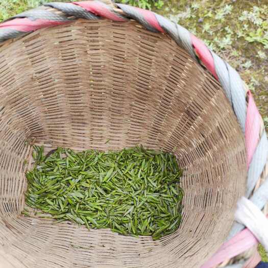  绿茶