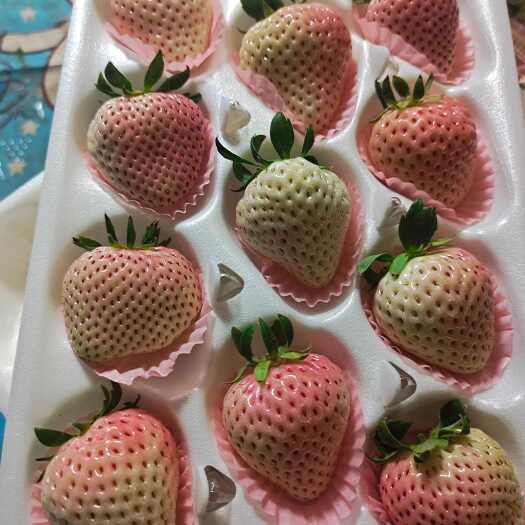 梦之莹 白草莓