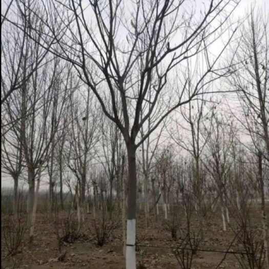 东光县银合欢