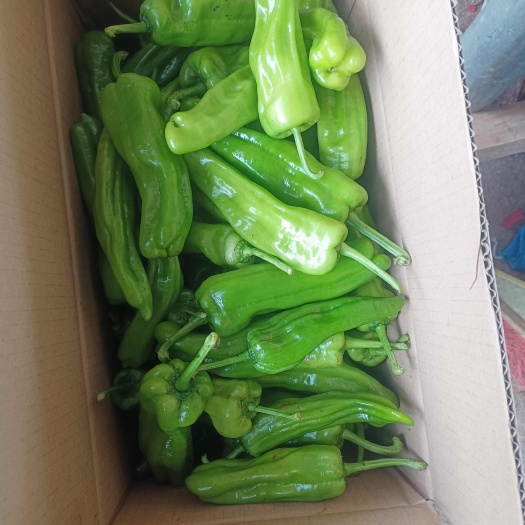 徐闻县泡王，苏椒，薄皮椒，