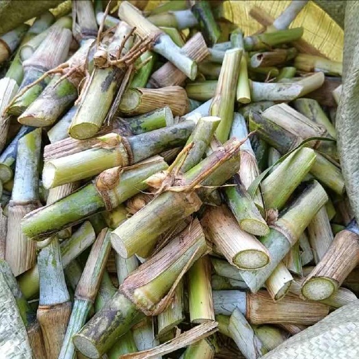 新型皇竹草甜象草三号耐寒耐旱种植一次可以生长多年