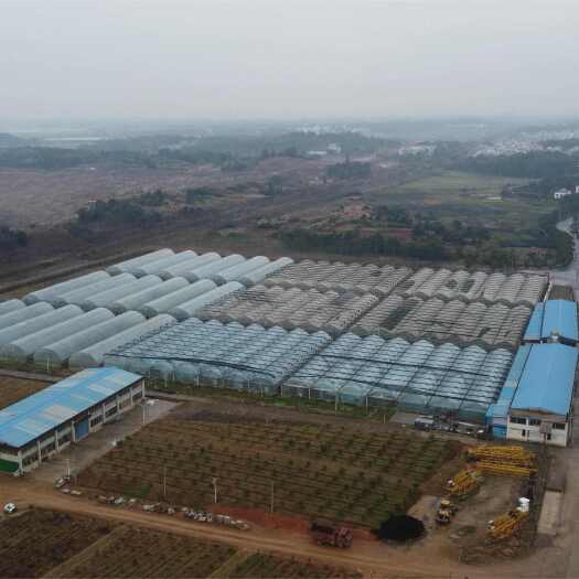 新建区望城种植大棚经营权转让或合作