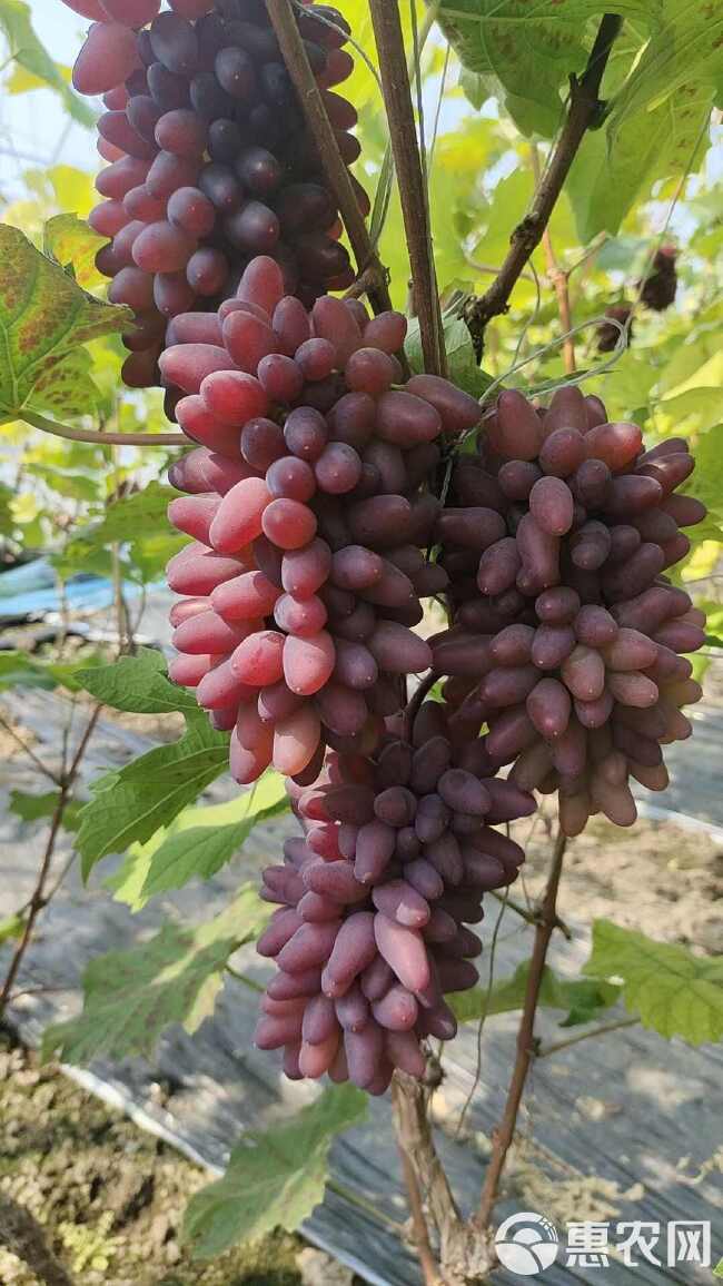 常年代办辽宁各种葡萄，着色香葡萄，茉莉香葡萄