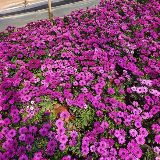 宜良县南非万寿菊